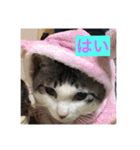 10匹の猫シリーズ1（個別スタンプ：4）