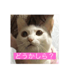 10匹の猫シリーズ1（個別スタンプ：6）
