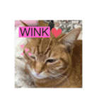 10匹の猫シリーズ1（個別スタンプ：11）