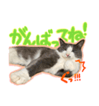 だいふく・みるく・むく（個別スタンプ：10）