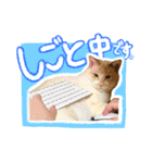 だいふく・みるく・むく（個別スタンプ：13）