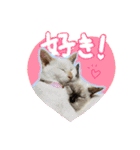 だいふく・みるく・むく（個別スタンプ：15）