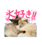 だいふく・みるく・むく（個別スタンプ：16）