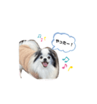 ポポちゃんハッピースタンプ（個別スタンプ：5）