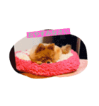ポメラニアン わさびチャン（個別スタンプ：1）