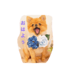ポメラニアン わさびチャン（個別スタンプ：2）