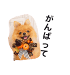 ポメラニアン わさびチャン（個別スタンプ：5）