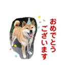 らんちゃんとたぶろう2（個別スタンプ：1）