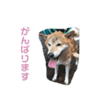 らんちゃんとたぶろう2（個別スタンプ：4）