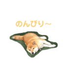 らんちゃんとたぶろう2（個別スタンプ：7）