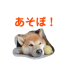 らんちゃんとたぶろう2（個別スタンプ：12）