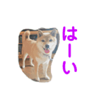 らんちゃんとたぶろう2（個別スタンプ：13）