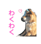 らんちゃんとたぶろう2（個別スタンプ：16）