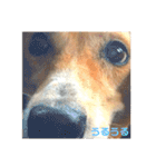 てっちゃんとらいぞーさん（個別スタンプ：27）