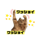茶虎のニャン神タイガーっス2（個別スタンプ：7）