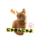 茶虎のニャン神タイガーっス2（個別スタンプ：21）