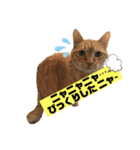 茶虎のニャン神タイガーっス2（個別スタンプ：22）