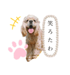 アメコカちゃん【関西弁】（個別スタンプ：14）