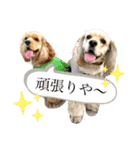 アメコカちゃん【関西弁】（個別スタンプ：16）