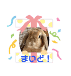 うさぎのしんしん 大阪弁スタンプ（個別スタンプ：1）