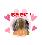 うさぎのしんしん 大阪弁スタンプ（個別スタンプ：3）