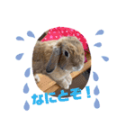 うさぎのしんしん 大阪弁スタンプ（個別スタンプ：5）