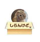 うさぎのしんしん 大阪弁スタンプ（個別スタンプ：8）
