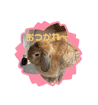 うさぎのしんしん 大阪弁スタンプ（個別スタンプ：13）
