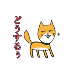 柴犬の鬼平（個別スタンプ：5）