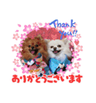 レオ、リリー ポメラニアン（個別スタンプ：2）