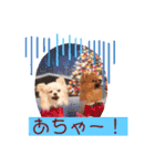 レオ、リリー ポメラニアン（個別スタンプ：3）