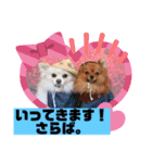 レオ、リリー ポメラニアン（個別スタンプ：4）