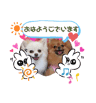 レオ、リリー ポメラニアン（個別スタンプ：5）