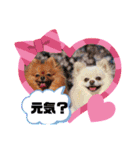 レオ、リリー ポメラニアン（個別スタンプ：10）