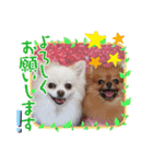 レオ、リリー ポメラニアン（個別スタンプ：11）