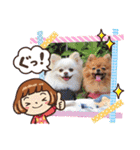 レオ、リリー ポメラニアン（個別スタンプ：13）