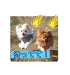 レオ、リリー ポメラニアン（個別スタンプ：17）