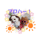レオ、リリー ポメラニアン（個別スタンプ：20）