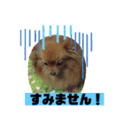 レオ、リリー ポメラニアン（個別スタンプ：21）