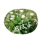 花の写真で日常挨拶 日本語と英語で（個別スタンプ：1）