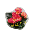 花の写真で日常挨拶 日本語と英語で（個別スタンプ：2）