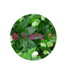 花の写真で日常挨拶 日本語と英語で（個別スタンプ：10）