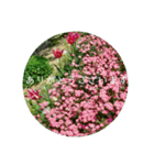 花の写真で日常挨拶 日本語と英語で（個別スタンプ：11）