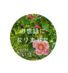 花の写真で日常挨拶 日本語と英語で（個別スタンプ：13）