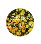 花の写真で日常挨拶 日本語と英語で（個別スタンプ：14）
