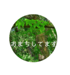 花の写真で日常挨拶 日本語と英語で（個別スタンプ：15）