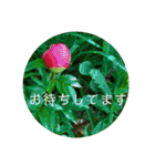 花の写真で日常挨拶 日本語と英語で（個別スタンプ：16）