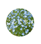 花の写真で日常挨拶 日本語と英語で（個別スタンプ：17）