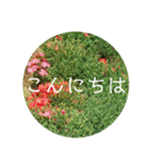 花の写真で日常挨拶 日本語と英語で（個別スタンプ：18）