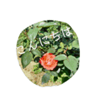 花の写真で日常挨拶 日本語と英語で（個別スタンプ：19）